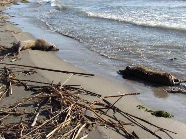 Nature Massacre: Thousands Of Tons Of Waste In Aegean Waters