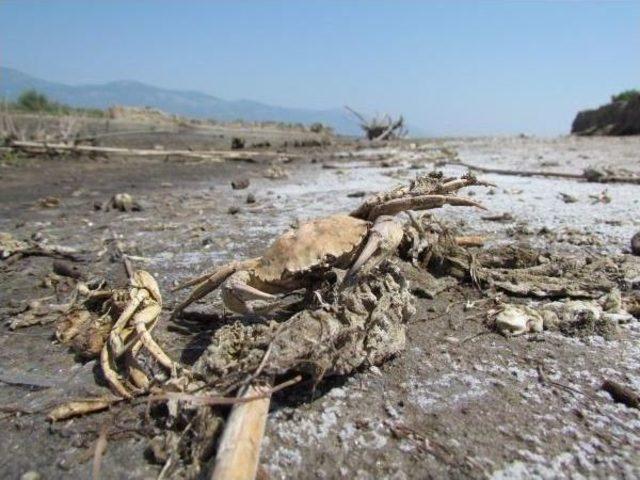 Nature Massacre: Thousands Of Tons Of Waste In Aegean Waters