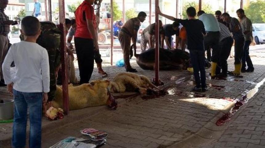 Kurbanda B&uuml;y&uuml;kbaş Kesiminde 'caraskal' Kullanıldı