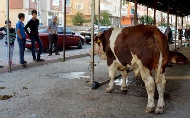 Kurbanda Büyükbaş Kesiminde 'caraskal' Kullanıldı