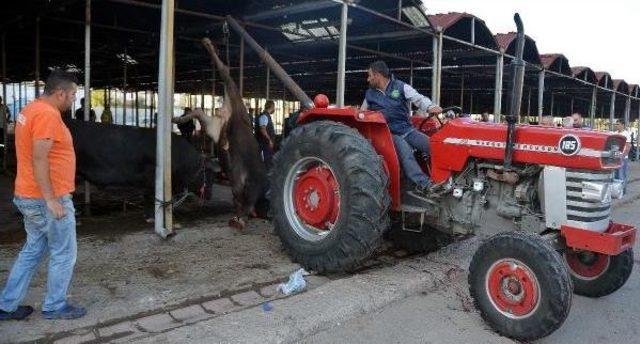 Kurbanda Büyükbaş Kesiminde 'caraskal' Kullanıldı