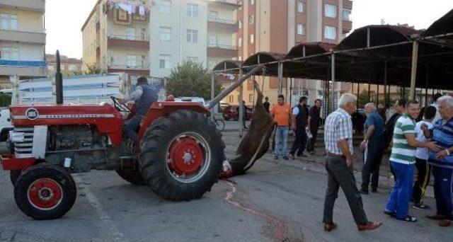 Kurbanda Büyükbaş Kesiminde 'caraskal' Kullanıldı