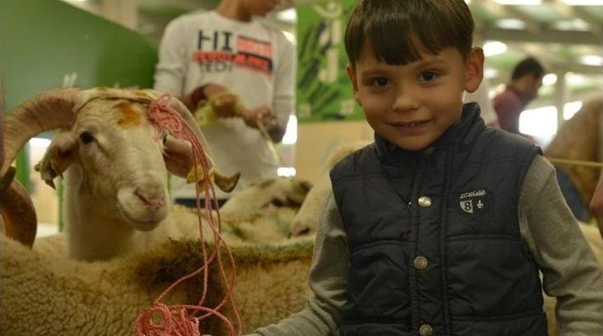 Tepebaşı&rsquo;nda Kurban Sağlıklı Ve Huzurlu Ge&ccedil;ti