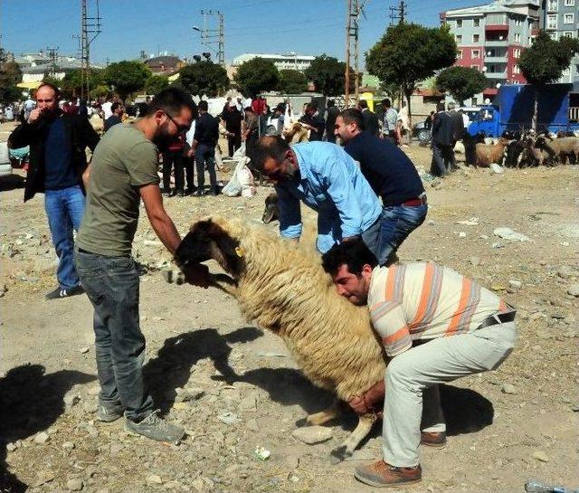 Van’da Kurban Bayramı Heyecanı 2