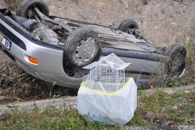 Emniyet Kemeri Hem Sürücüyü Hem De Kafesteki Muhabbet Kuşunu Kurtardı