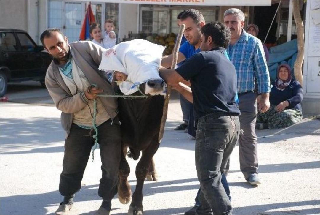 Tokat&rsquo;ta Acemi Kasaplar Hastanelik Oldu