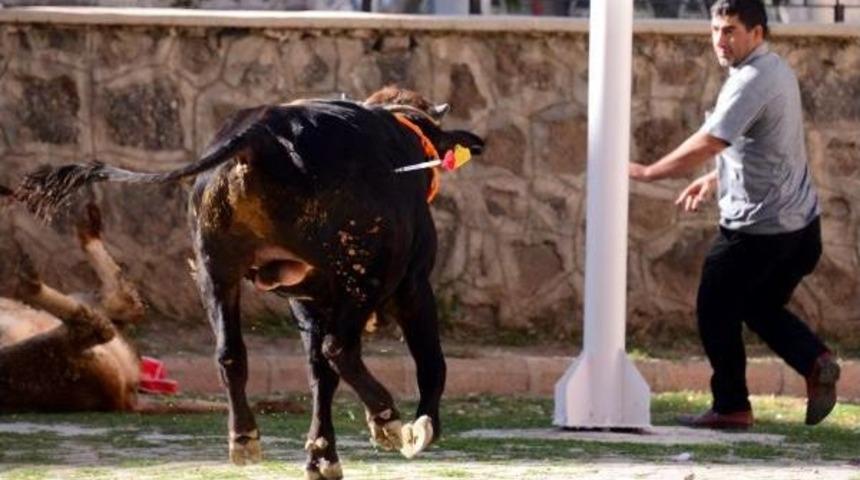 Erzurum'da Kurban Arenası