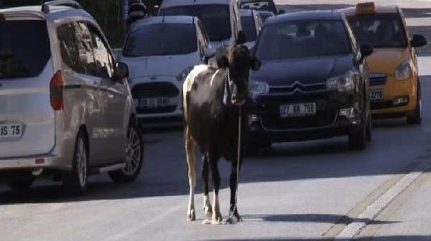 Sahibinin Elinden Ka&ccedil;an Boğa 4 Kişiyi Yaraladı