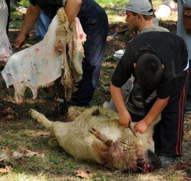 Giresun’Da Kadın Ve Çocuk Kasaplar Işbaşında