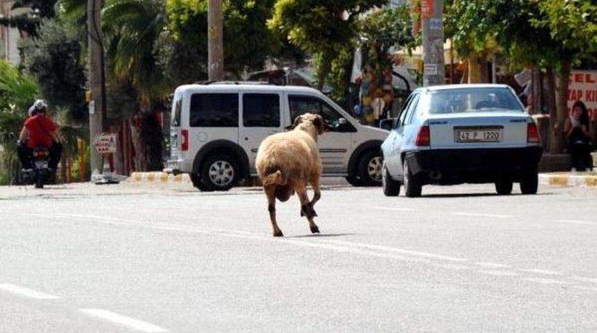 Kurbanlık Ko&ccedil;, Sahibini 5 Kilometre Koşturdu