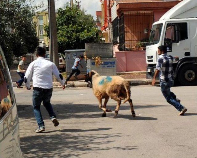 Kurbanlık Koç, Sahibini 5 Kilometre Koşturdu