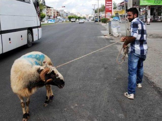 Kurbanlık Koç, Sahibini 5 Kilometre Koşturdu