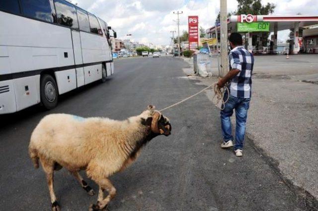 Kurbanlık Koç, Sahibini 5 Kilometre Koşturdu