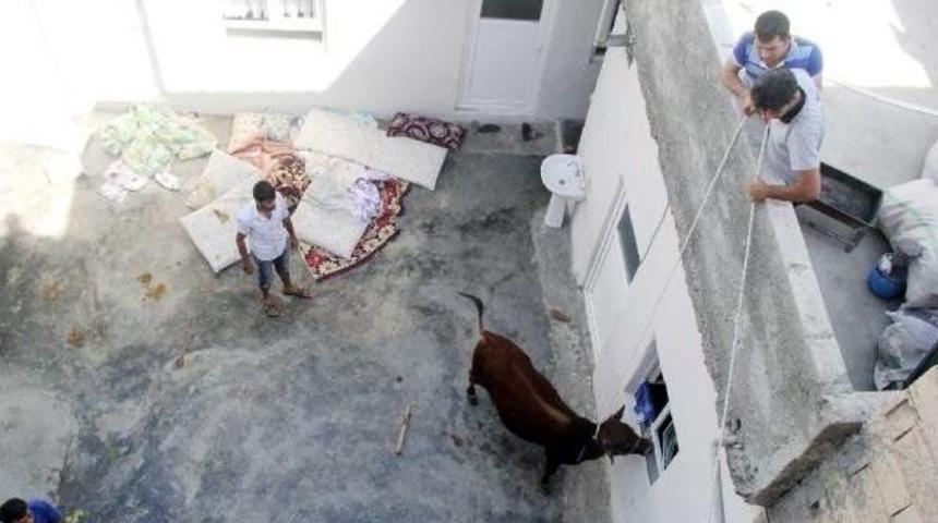 Eve Giren Boğa I&ccedil;eridekilere Zor Anlar Yaşattı