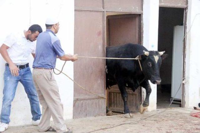 Eve Giren Boğa Içeridekilere Zor Anlar Yaşattı