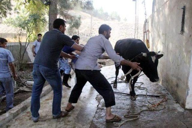 Eve Giren Boğa Içeridekilere Zor Anlar Yaşattı