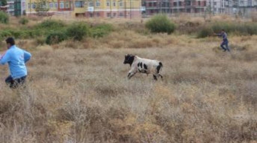 Ka&ccedil;an Kurbanlık Dana &Uuml;&ccedil; Saatte Yakalandı