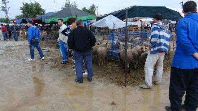 Çamura Bulanan Hayvan Pazarı Hem Alıcıyı Hem De Satıcıyı Zorladı