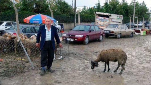 Çamura Bulanan Hayvan Pazarı Hem Alıcıyı Hem De Satıcıyı Zorladı