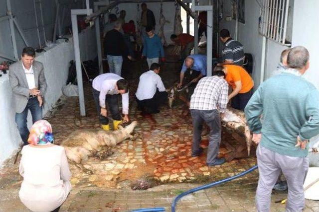 Büyükler Kurban Kesti, Küçükler Cep Telefonuna Çekti (2) 3