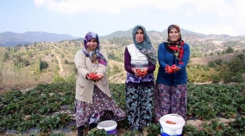 (&ouml;zel Haber) Uludağ&rsquo;ın Yediveren &Ccedil;ileği 150 Derde Deva