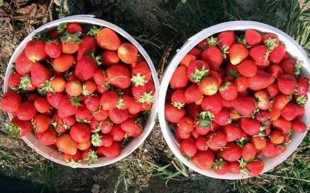 (özel Haber) Uludağ’ın Yediveren Çileği 150 Derde Deva