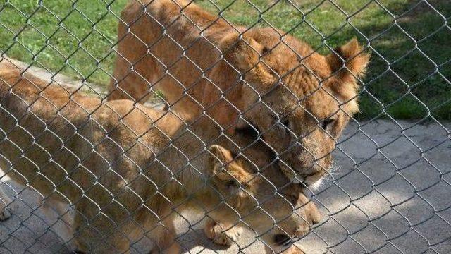 Hayvanat Bahçesinde Aslanlara 'bayram Hediyesi' Et