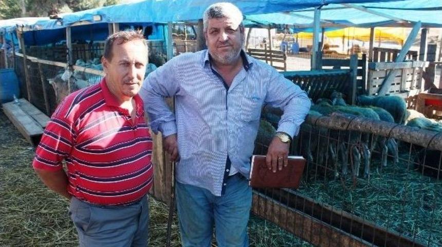 Tekirdağ&rsquo;da K&uuml;&ccedil;&uuml;kbaş Kurbanlıkların Fiyatı Arttı