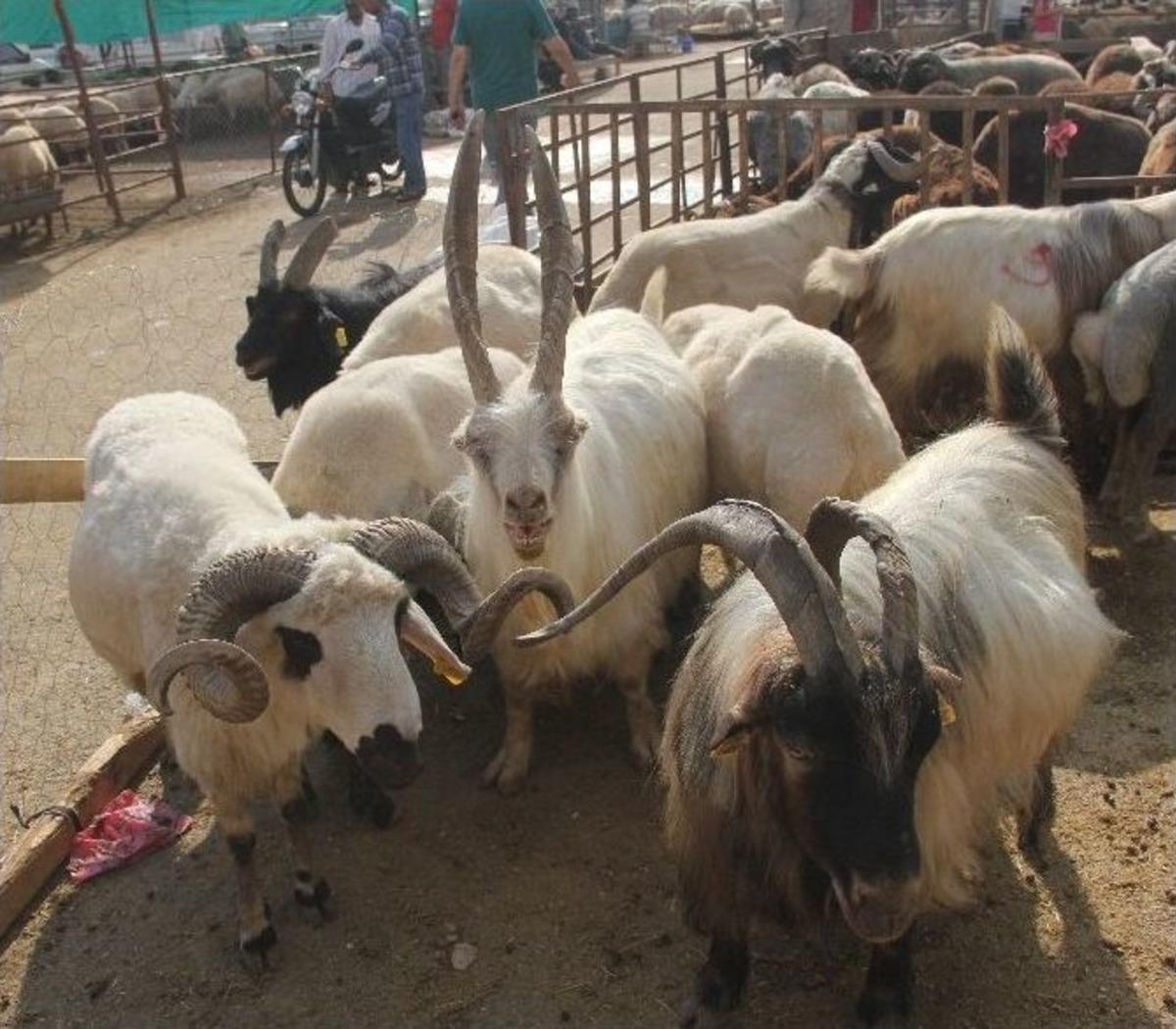 Dik Boynuzlu Kurbanlık Ke&ccedil;i İlgi Odağı Oldu