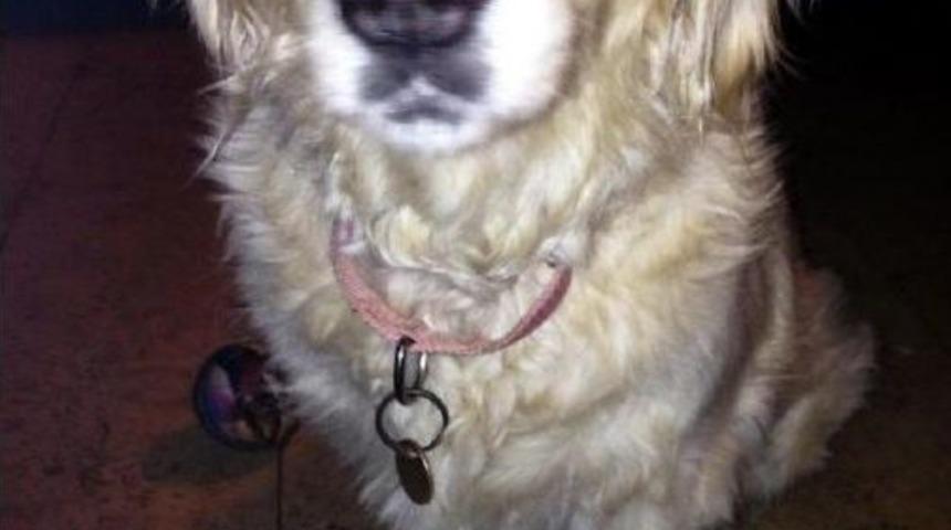 İran Asıllı İngliz Mimar Villasında &Ouml;l&uuml; Bulundu