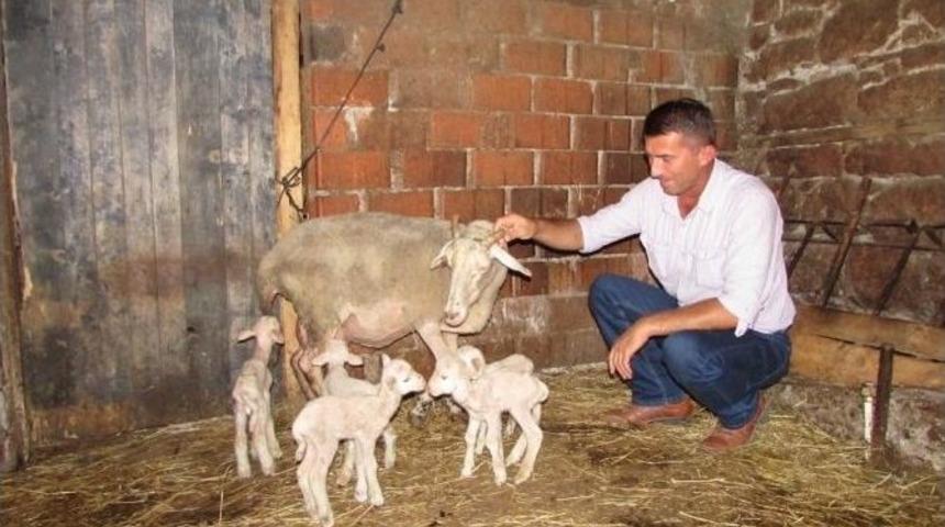 Kıvırcık Cinsi Koyun Tek Batında 7 Kuzu Doğurdu