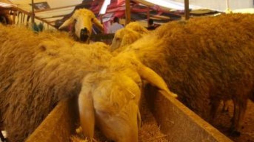 Kurbanlık Fiyatları D&uuml;şt&uuml; Pazarlar Hareketlendi