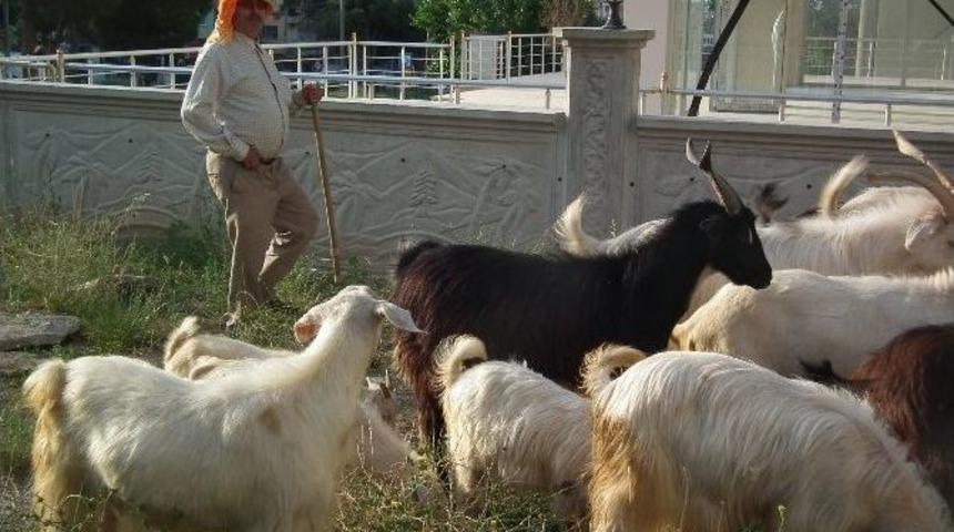 Tatil Beldelerinde Kurbanlıklar Elde Kaldı