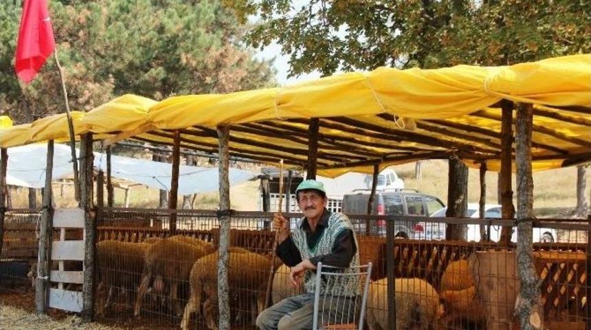 Kurbanda K&uuml;&ccedil;&uuml;kbaş Tercih Edilmeyince Elde Kaldı