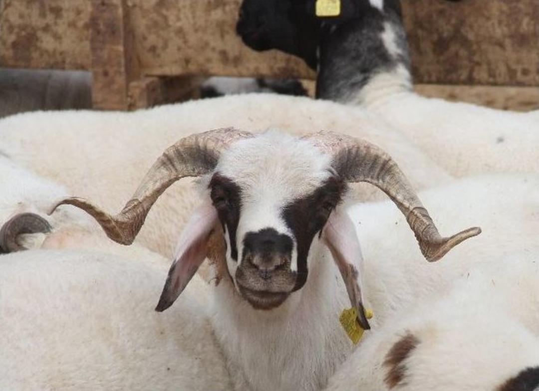 Bayramın Son G&uuml;n&uuml; Kurbanlıklar 300 Lira Birden D&uuml;şt&uuml;