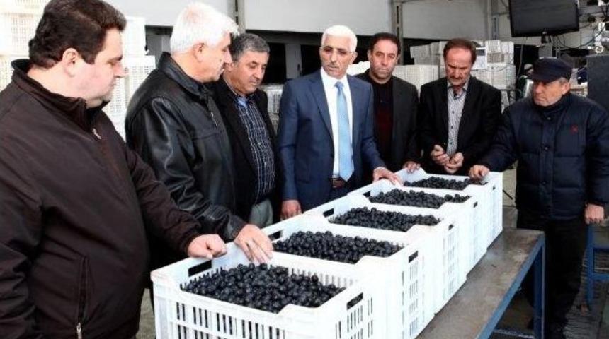 Marmarabirlik&rsquo;te Rekolte Beyan D&ouml;nemi Başlıyor