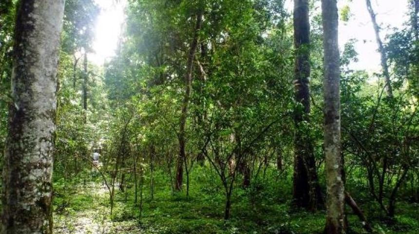 T&uuml;rk Do&ccedil;ent, D&uuml;nyanın En Doğa Dostu Kahvesini Keşfetti