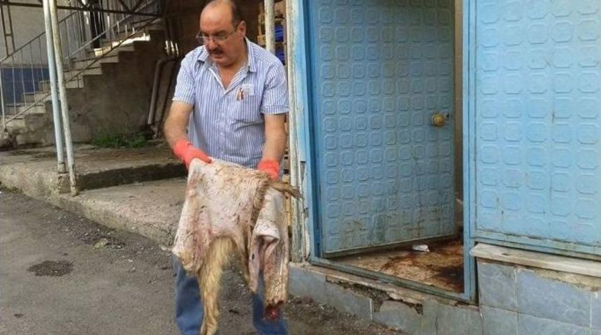 Thk Hisarcık Şube Başkanı Deri Toplama &Ccedil;alışmalarına Katıldı