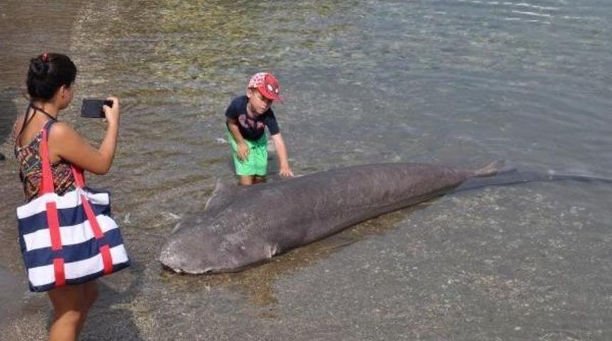 Lifeless Shark Washes Ashore In Aegean Resort Town