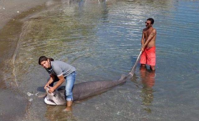 Lifeless Shark Washes Ashore In Aegean Resort Town