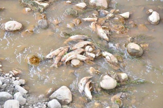 Gediz Nehri nde &Uuml;rk&uuml;ten Toplu Balık &Ouml;l&uuml;m&uuml; 3