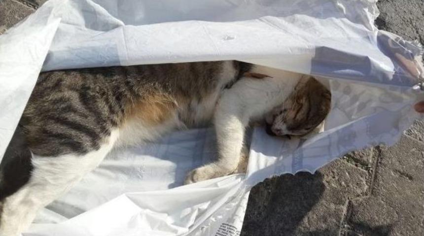 Kuşadası&rsquo;nda Kedi Ve K&ouml;pek Zehirlenmeleri
