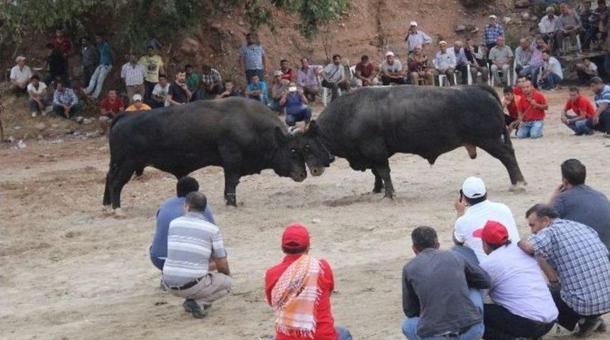&Ccedil;akalkarlos Balıkk&ouml;y Arenasında Başboğa Oldu