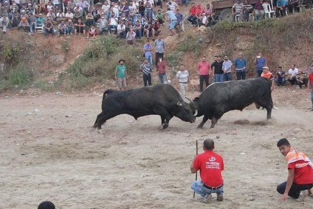 Çakalkarlos Balıkköy Arenasında Başboğa Oldu