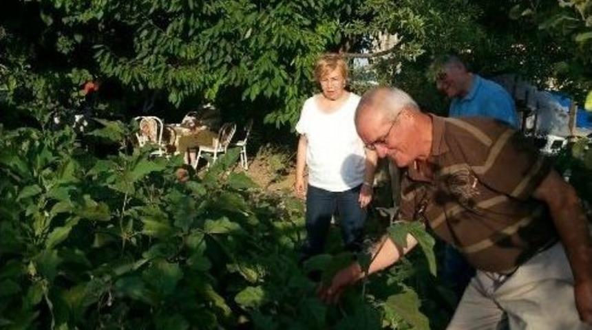 Kent Tarımı Projesi Meyvelerini Veriyor