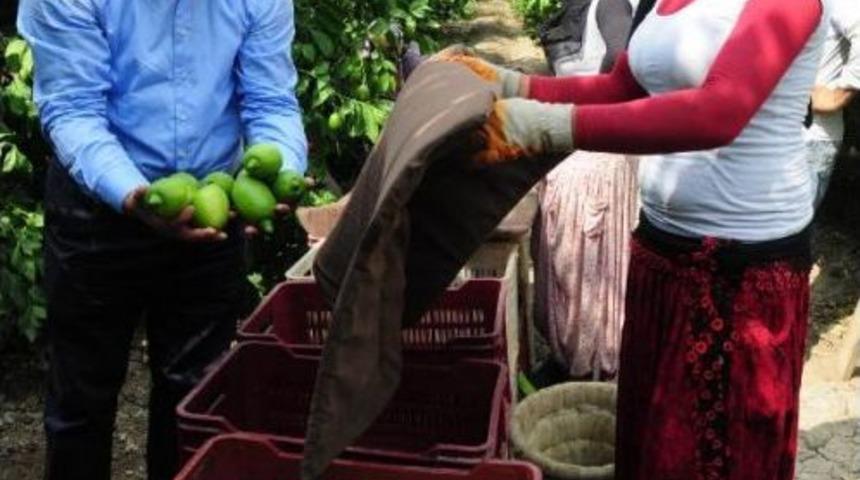 Limon Hasadı Başladı, &Uuml;retici Pazar Sıkıntısı &Ccedil;ekiyor