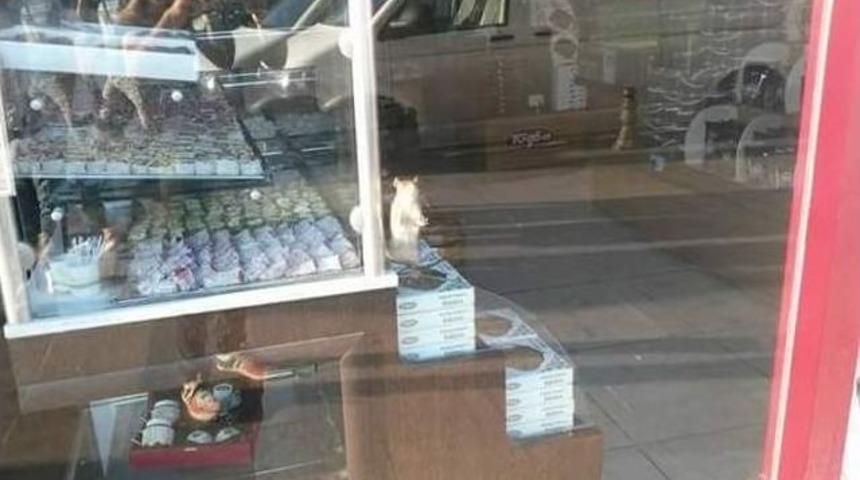 Farenin Bir G&uuml;nl&uuml;k Seyahati Binlerce Liralık Zarara Neden Oldu