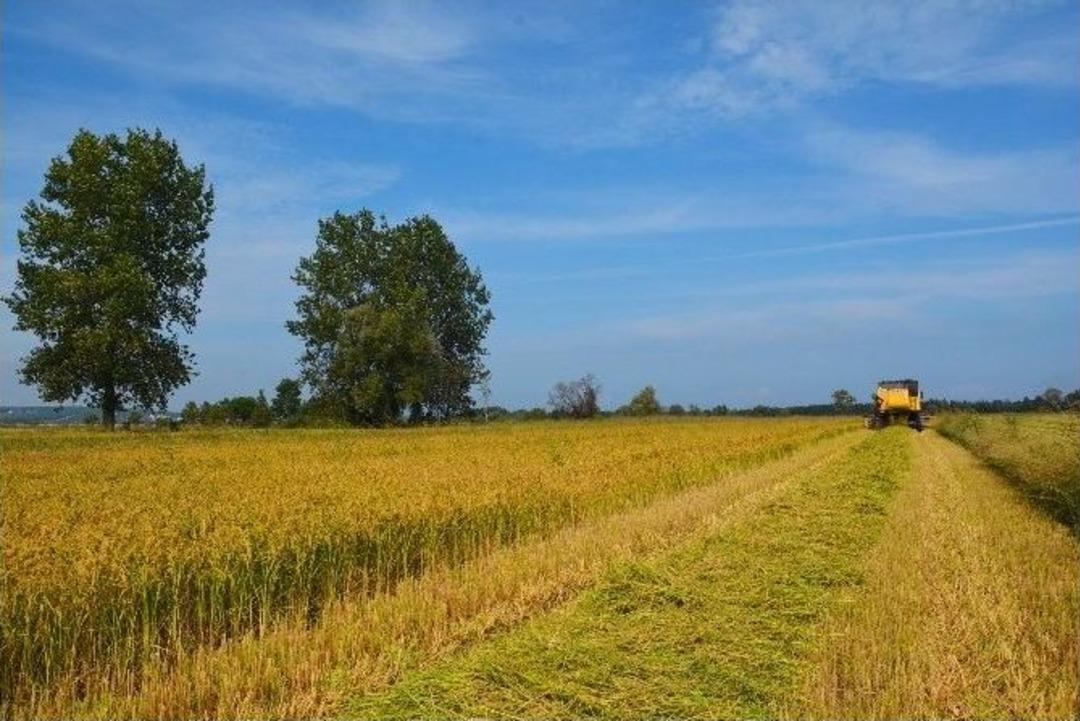 &Ccedil;eltik De Son 5 Yılın En İyi Hasadı