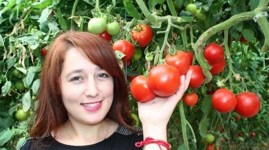 Domates, Tarlada 40 Kuruşa Alıcı Bulamıyor