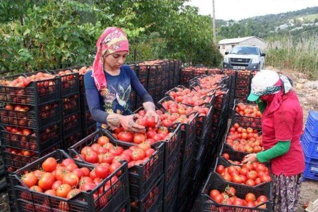 Domates, Tarlada 40 Kuruşa Alıcı Bulamıyor